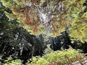 A forested area with a wooden walkway.