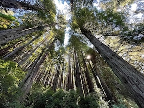 A dense forest of tall trees with sunlight filtering through the canopy.