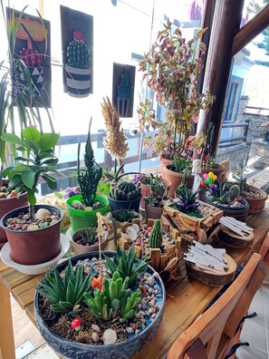 A variety of potted plants arranged on a wooden table, with a window in the background. - Aim Bozcaada (Bozcaada)