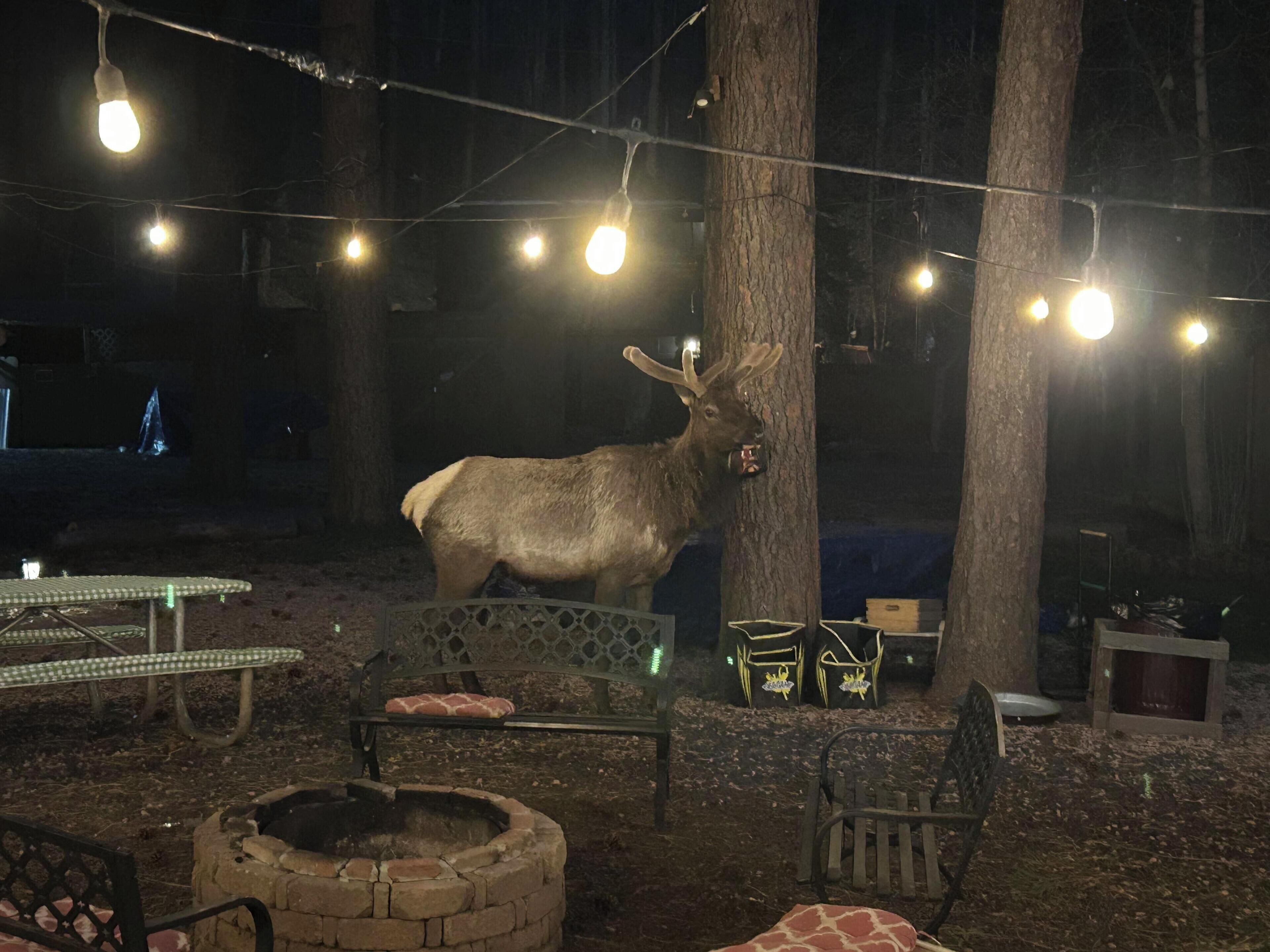 A rustic outdoor seating area with a fire pit, benches, and string lights.