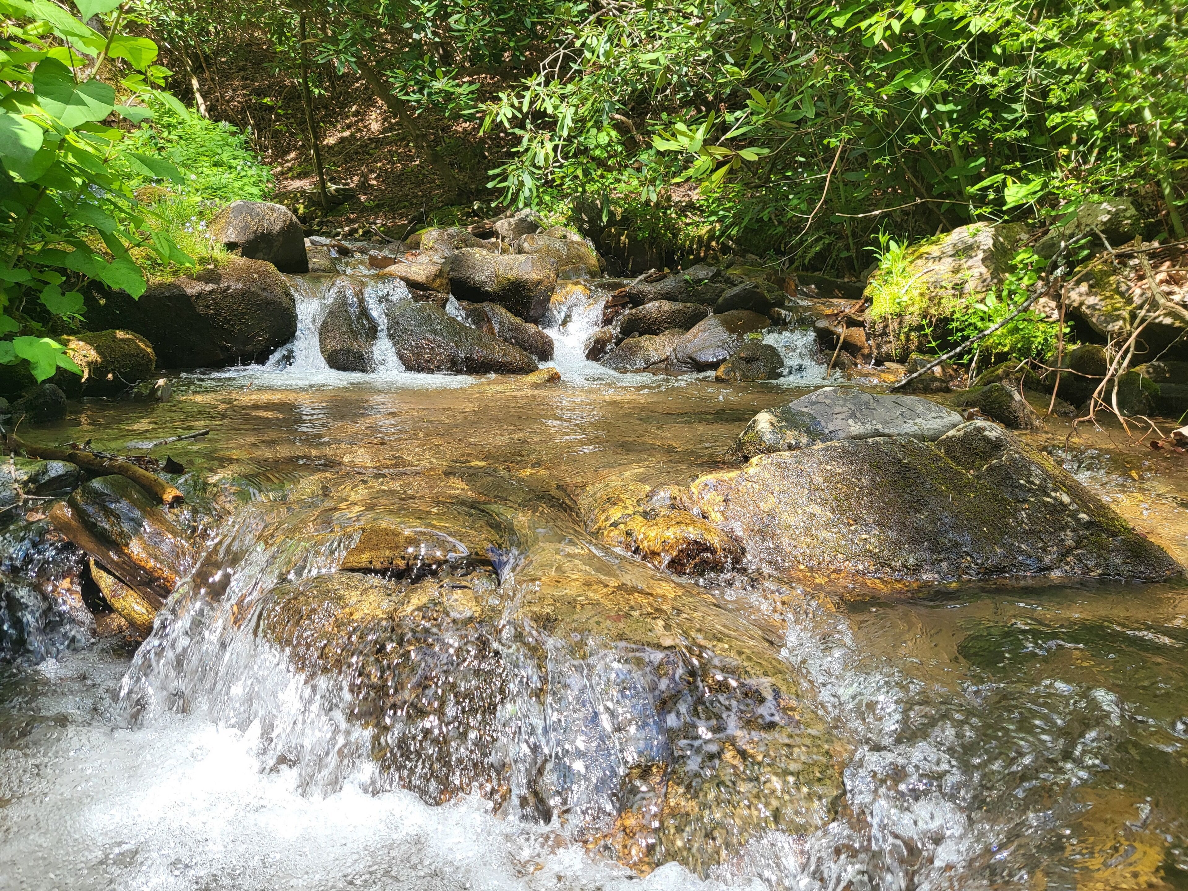 Ein naturbelassener Bach mit klarem Wasser, das über Felsen fließt, umgeben von üppigem Grün.