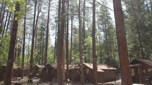 Ein Wald mit hoch aufragenden Bäumen und Holzhütten.