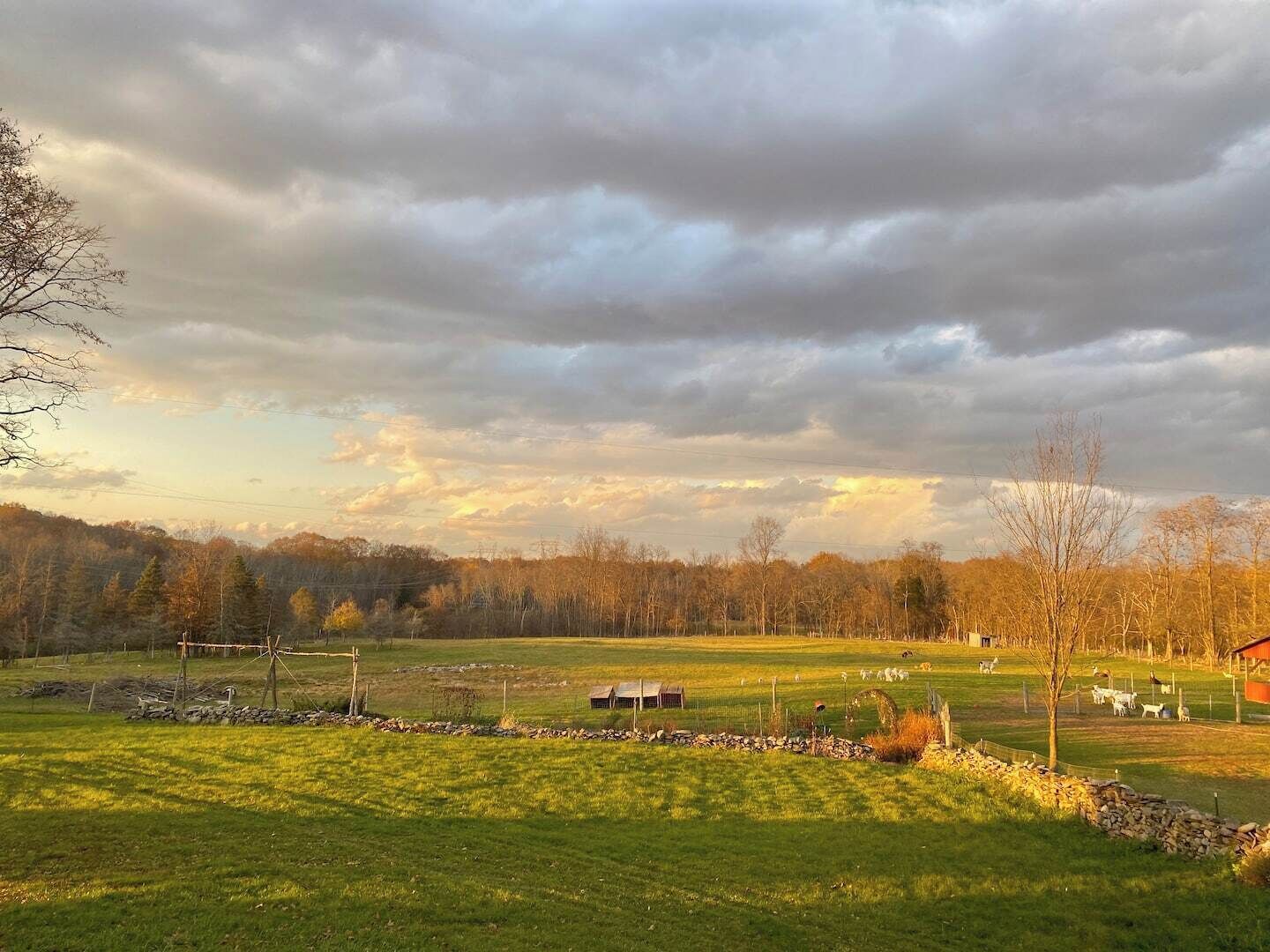 A rural landscape with a stone wall, a small building, and grazing animals.