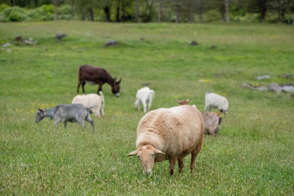 A grassy field with several sheep grazing. - Hudson Valley Farm Getaway- West/Llama Lover Lane (Hyde Park)