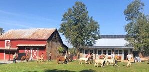 A rustic barn and a white building with a large window, surrounded by green grass and trees. - Hudson Valley Farm Getaway- West/Llama Lover Lane (Hyde Park)