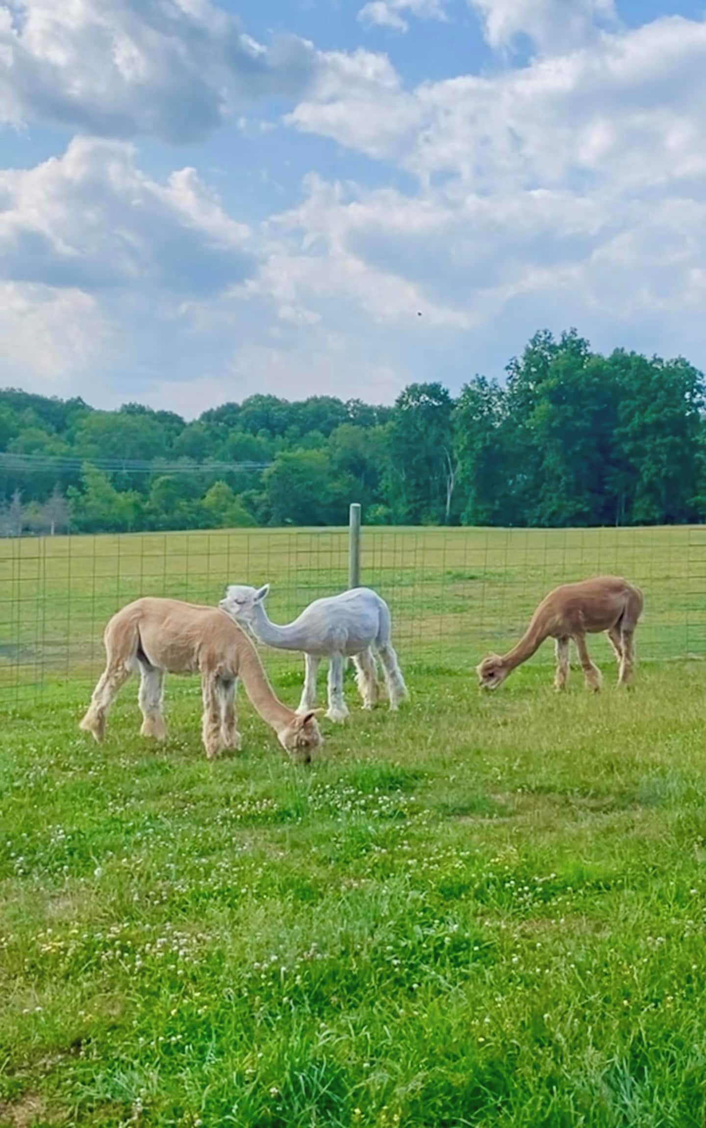 Een omheind veld met drie lama's die grazen.