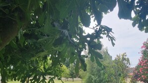 Deux fauteuils de jardin en bois, dotés de coussins à rayures, sont placés dans un espace extérieur verdoyant, entouré d’arbres et agrémenté d’un bac à fleurs en pierre.