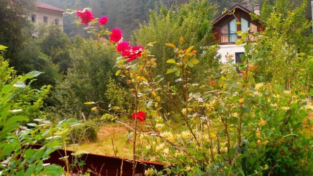 Una casa envoltada de vegetació exuberant i un jardí ple de flors en flor.