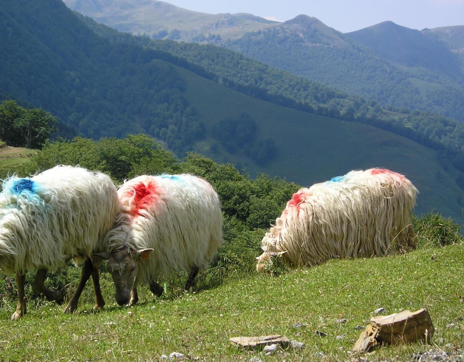 Een groep schapen graast op een grasheuvel met een bergachtige achtergrond.