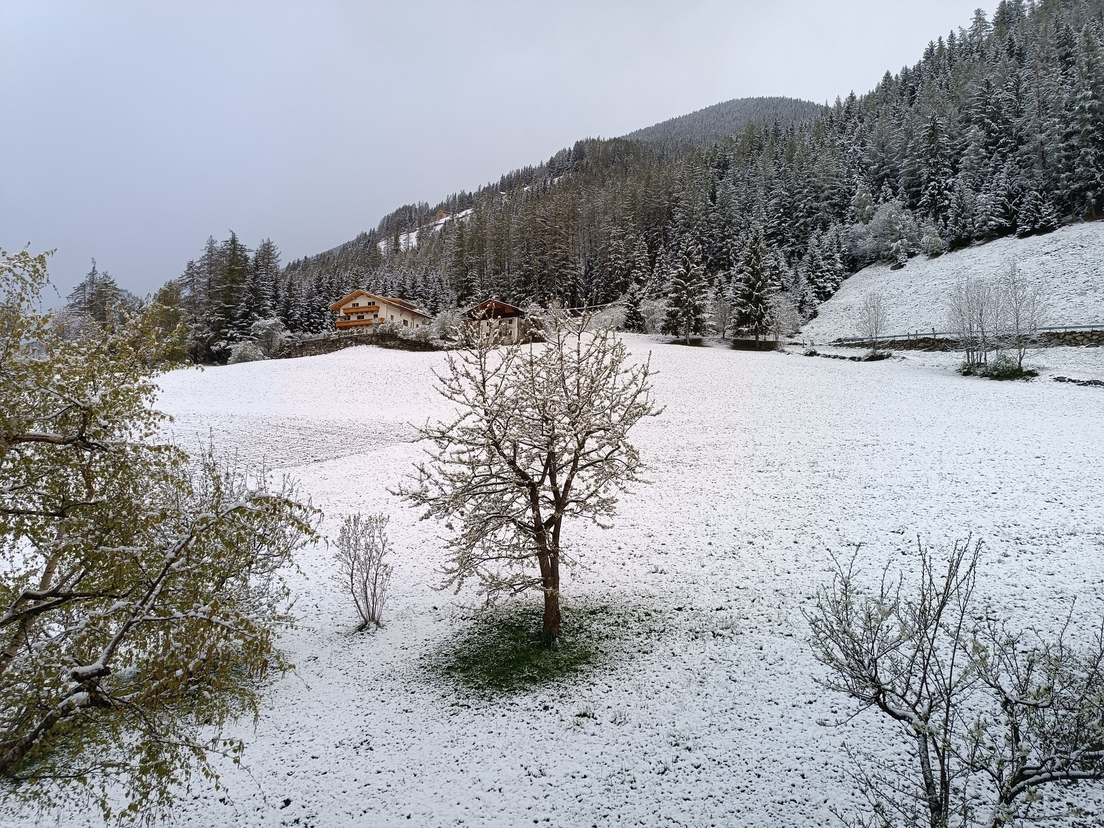 A snow-covered landscape with a house and trees.