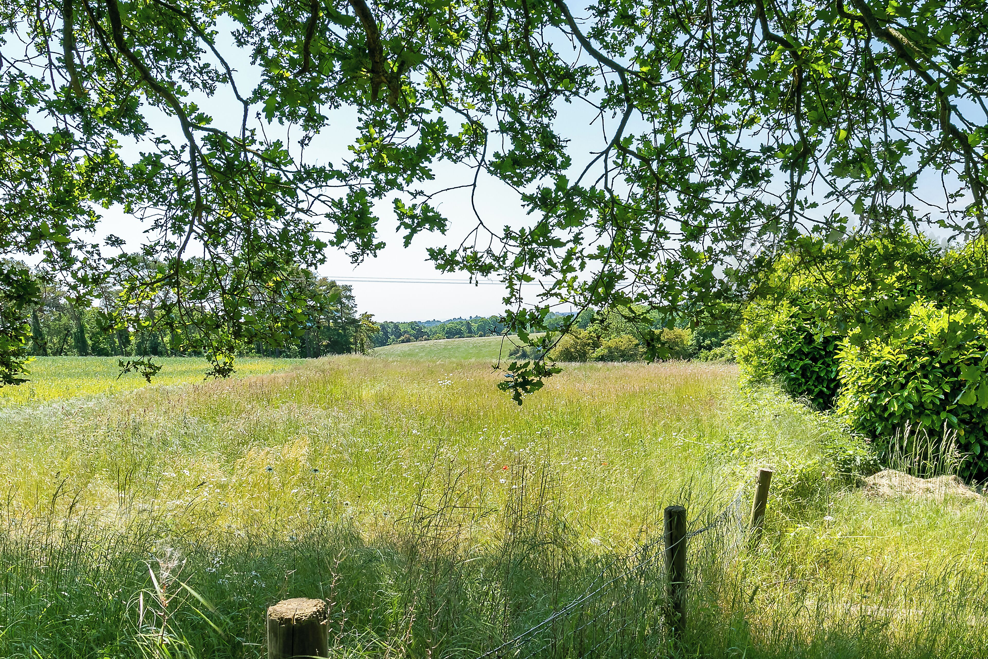 Een grasveld met een houten omheining en bomen op de achtergrond.