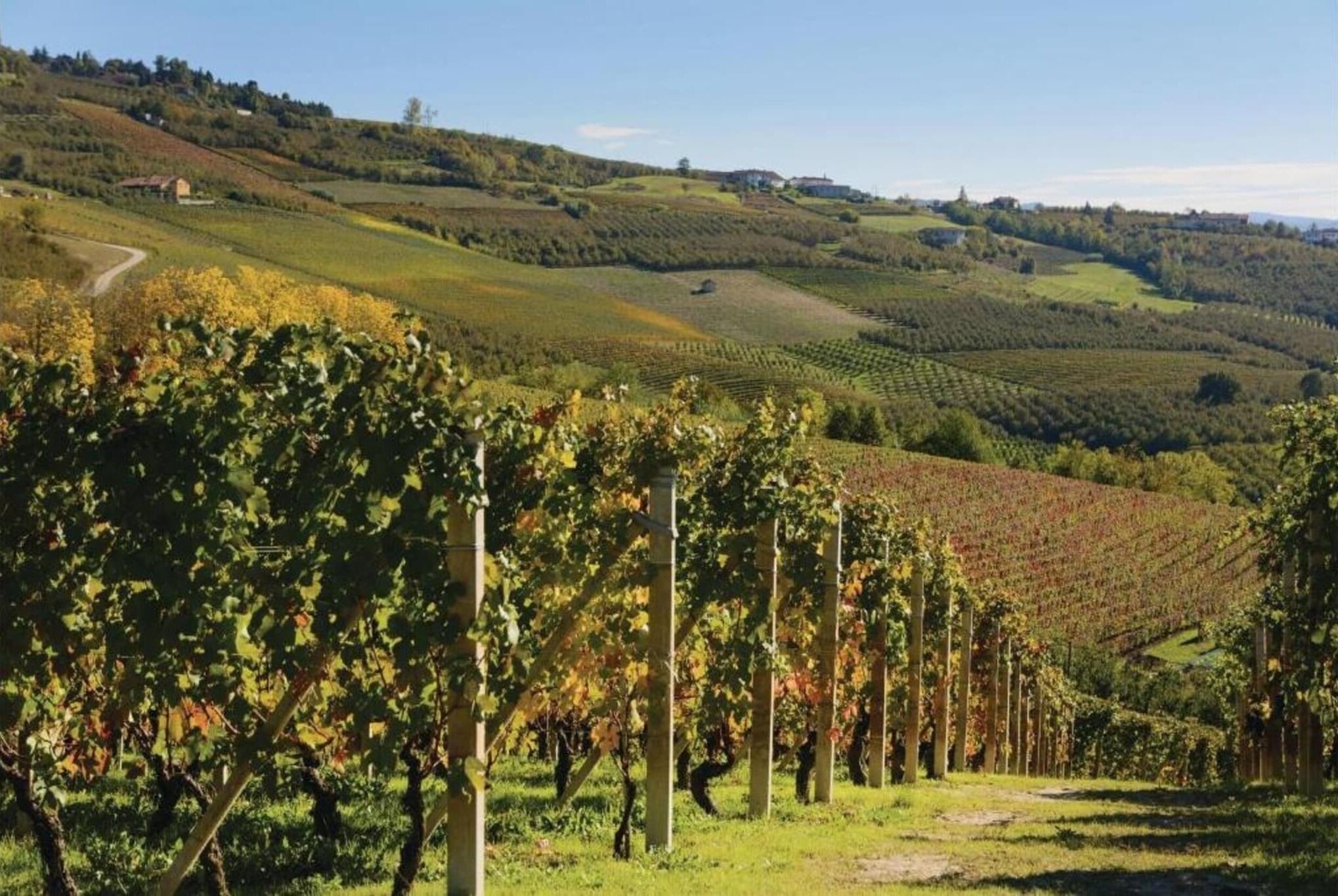 Un vigneto con file di viti e un paesaggio collinare sullo sfondo.