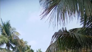 A dirt path flanked by palm trees and tire barriers. - Rural Camp By GRB (Gop)