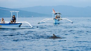 Un barco con pasajeros y un delfín en el agua.