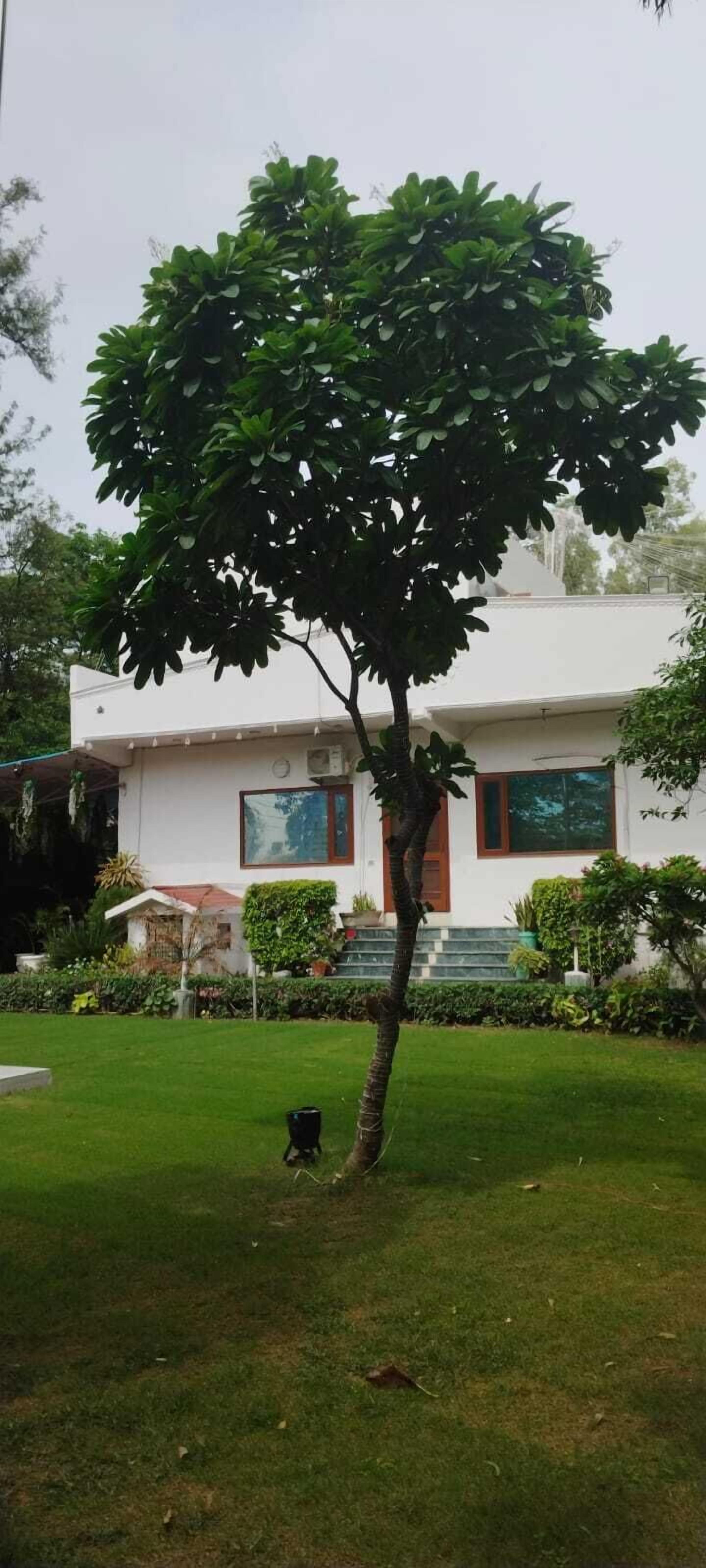 A modern house with a well-maintained lawn and a large tree in front.