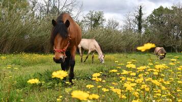 A field with horses grazing among yellow flowers and green grass, surrounded by trees and bushes.