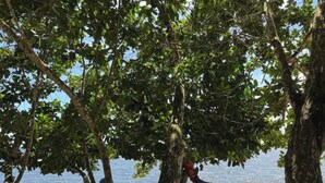 A beach with people relaxing under trees, some sitting and others standing, with the ocean in the background.