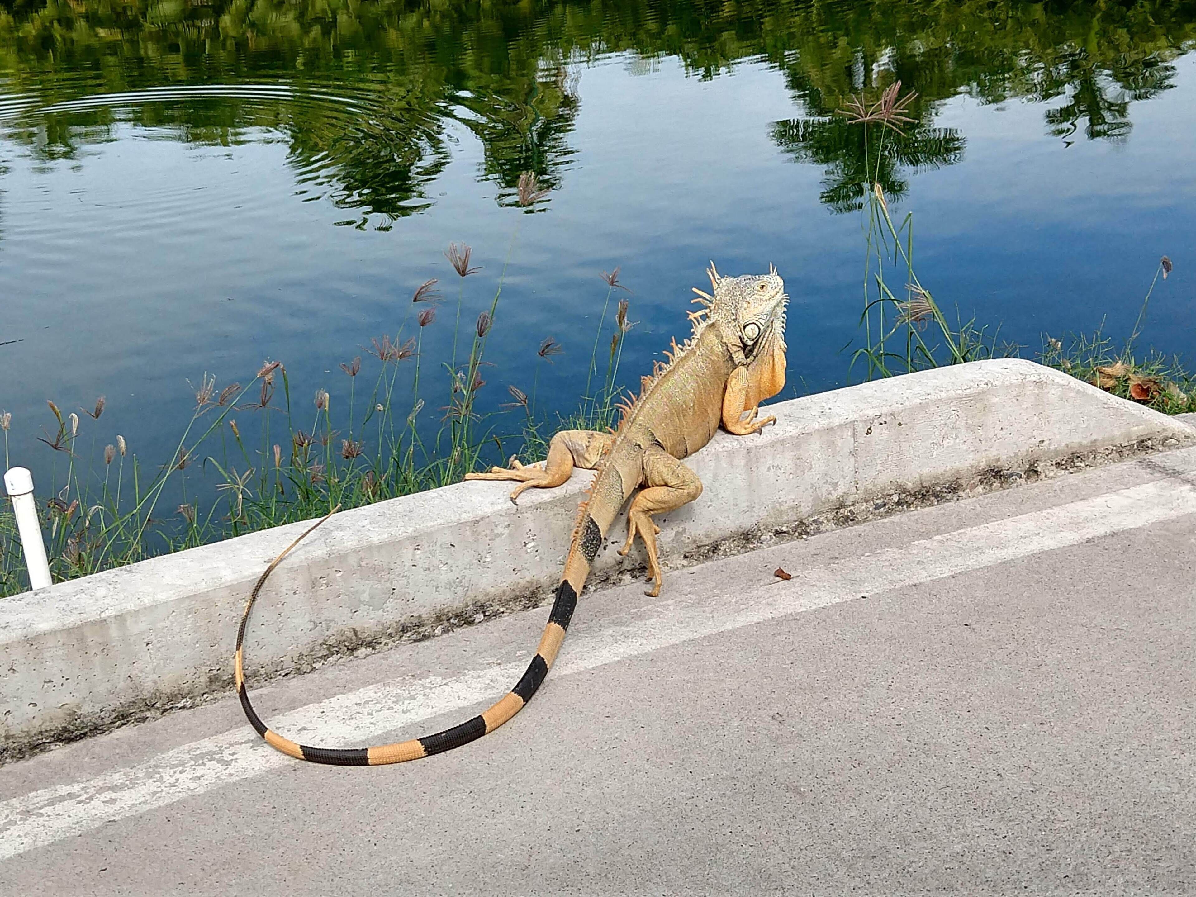 Bañera de hidromasaje, secador de pelo, toallas, jabón