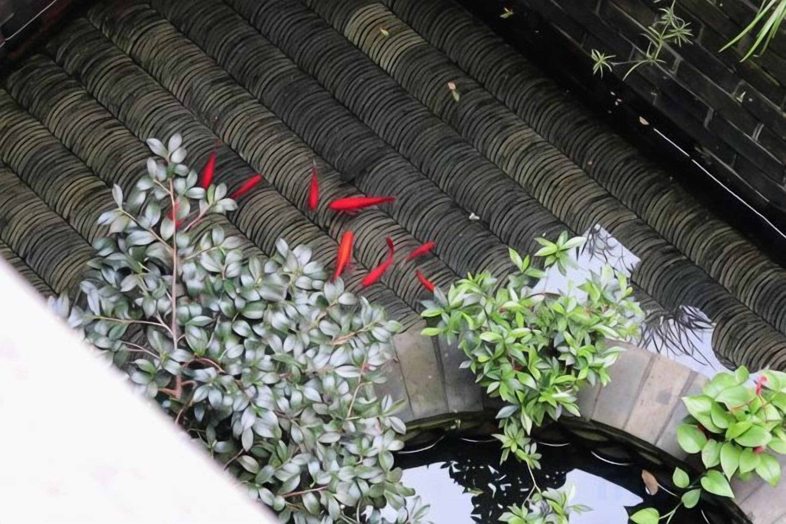 A traditional tiled roof with a water feature below.