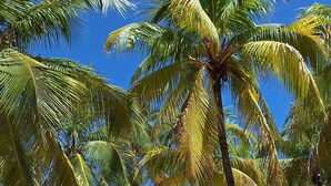 Una playa con palmeras y un cielo azul despejado.