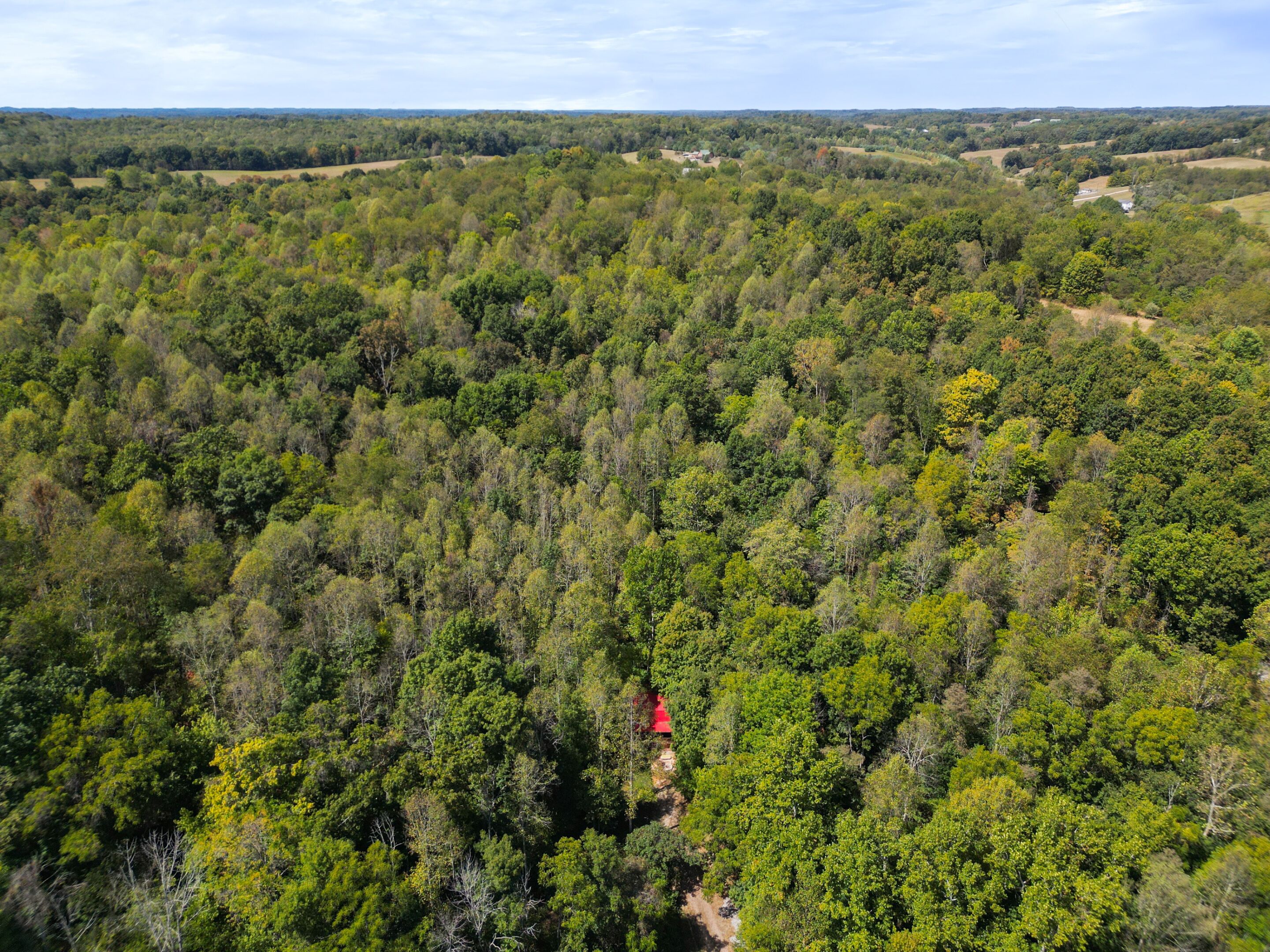 A dense forest with a small red structure in the center.