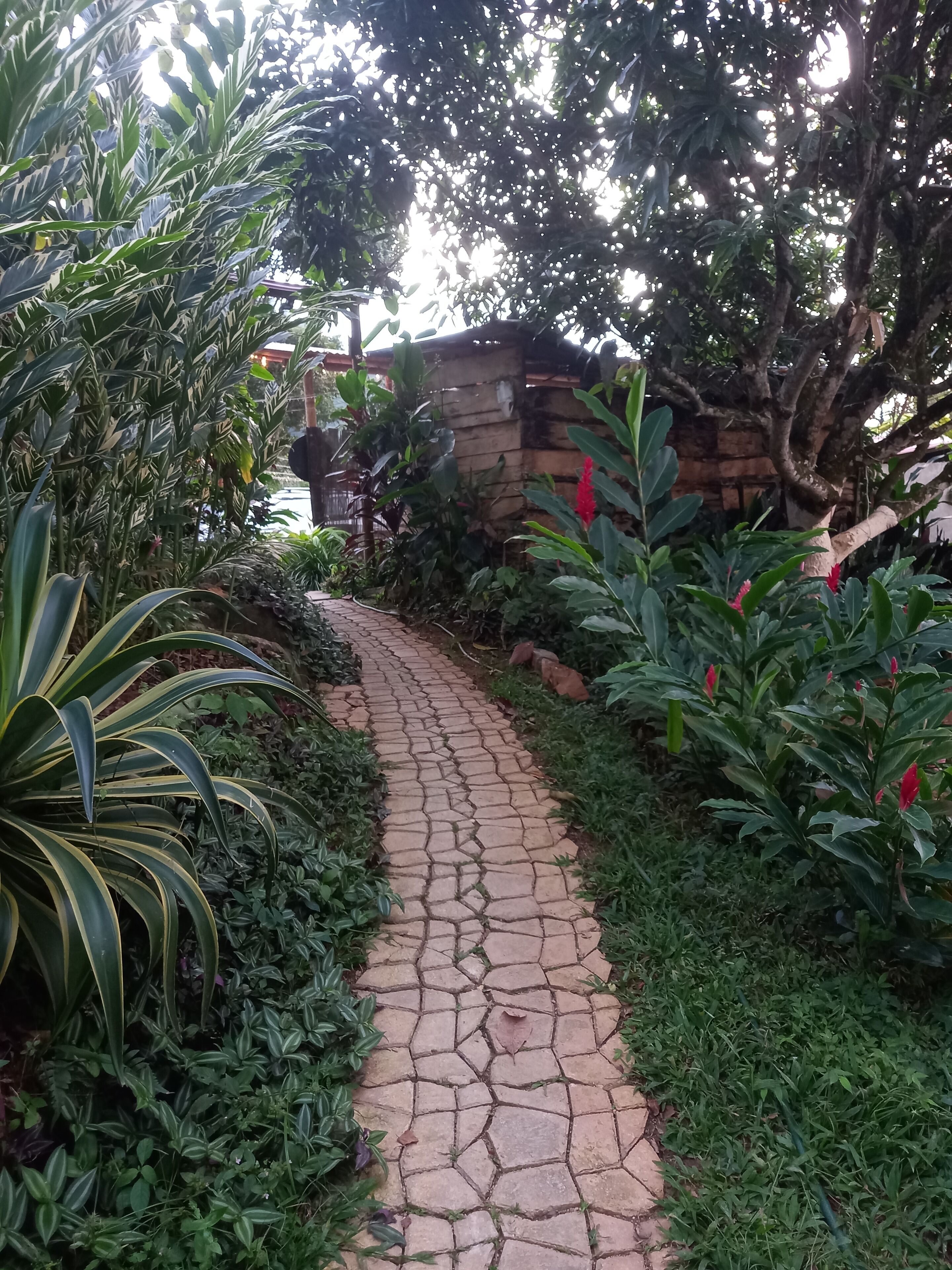 A stone pathway winding through a garden with various plants and a rustic stone wall in the background.