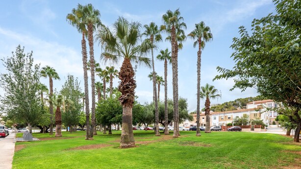 A park with palm trees and a building in the background.