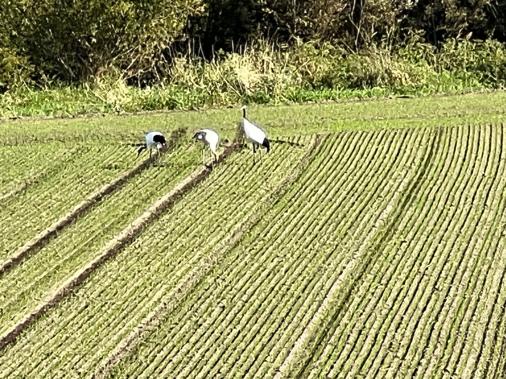 A field with rows of crops and three birds.