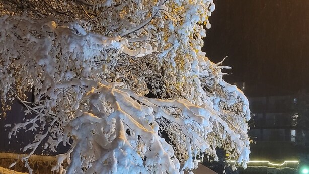 Ett snötäckt landskap med ett träd och en byggnad i bakgrunden.