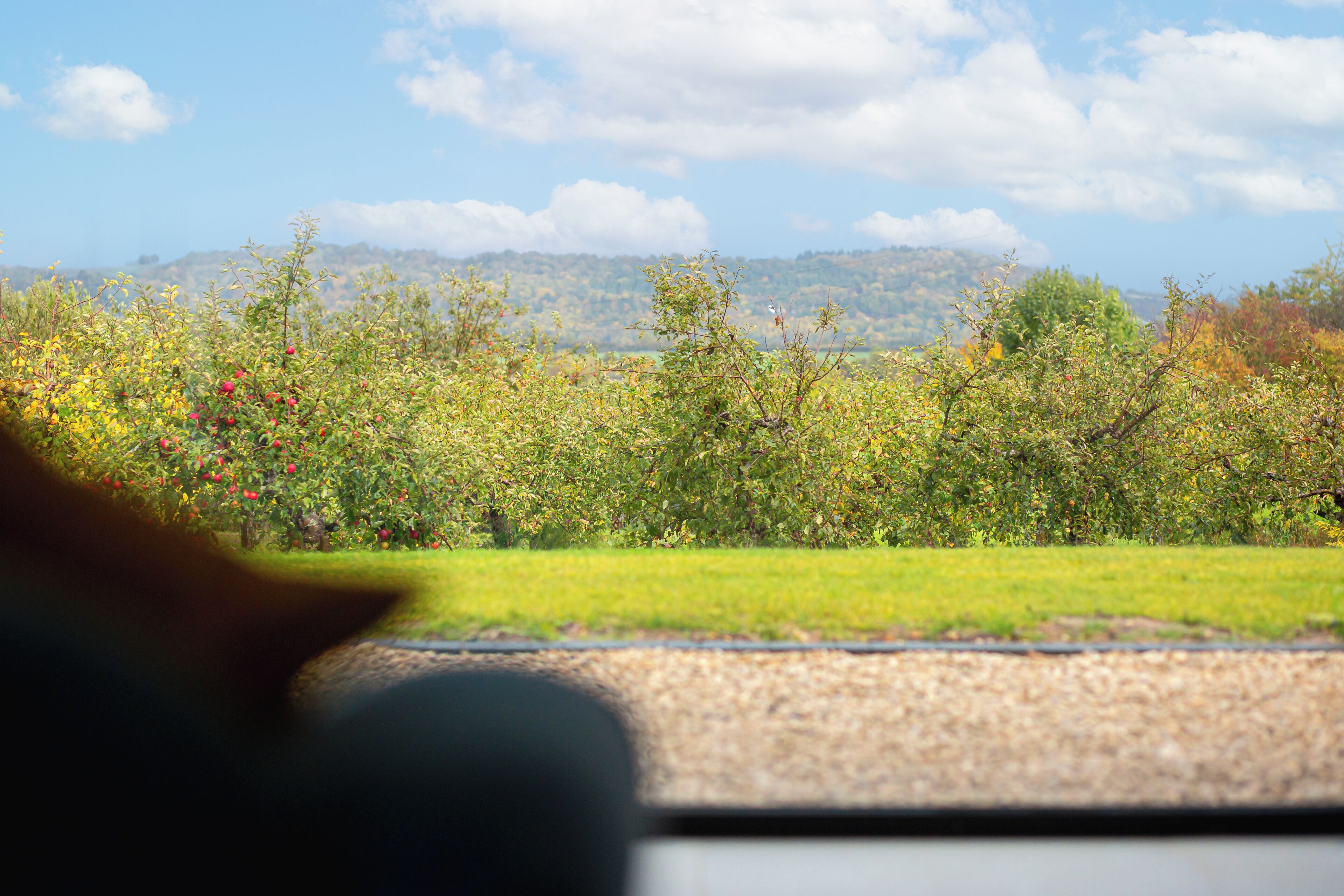 Une vue prise de l’intérieur d’un véhicule, donnant sur un paysage avec des arbres et une colline au loin.