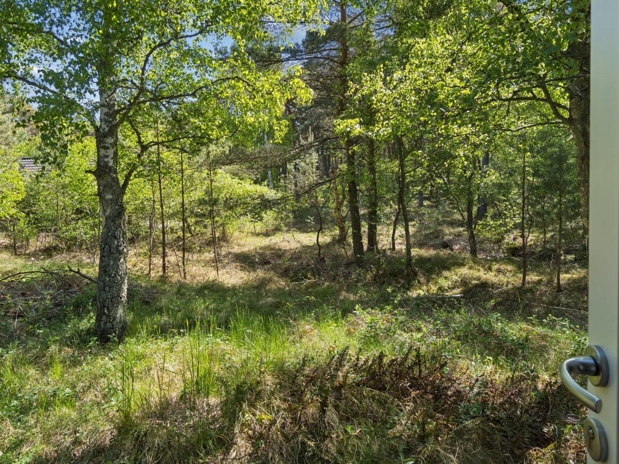 Uma área arborizada com árvores e grama.