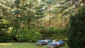 A garden with two outdoor lounge chairs.