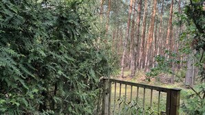 A forested area with a metal gate, dense coniferous trees, and a ground covered with pine needles and pine cones.