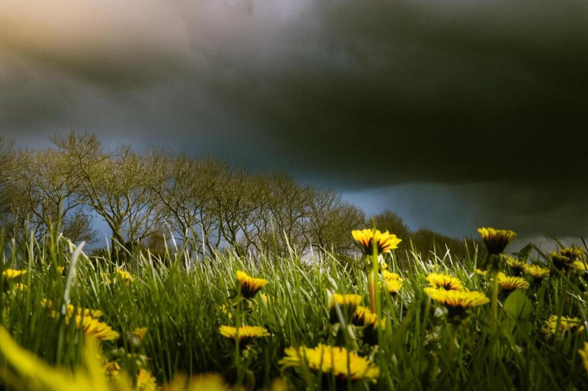 A field of yellow flowers with a backdrop of leafless trees and a cloudy sky.
