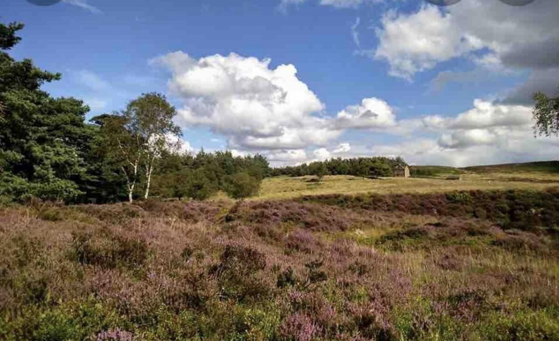 A natural landscape with a field of heather, trees, and a distant building.