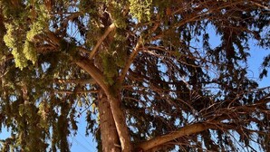 A tree with a clear view of the landscape, including a distant body of water and a fenced area with a chair. - Vacation home with beautiful sea view near Guidaloca, Scopello and the Zingaro (Castellammare del Golfo)