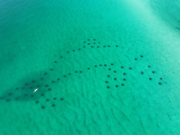 A clear view of a beach with a pattern of small black dots, possibly shells or stones, on the sand.