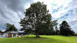 A large tree in a grassy area with a small building in the background. - Gîte Du Vieux Chêne (Plaine)