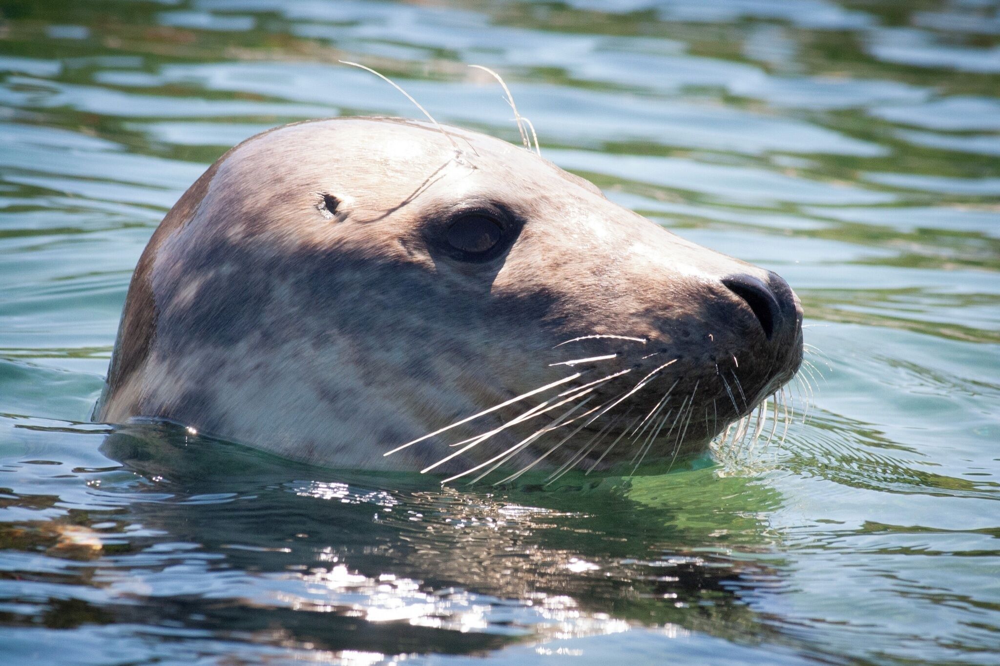 A seal partially submerged in water.