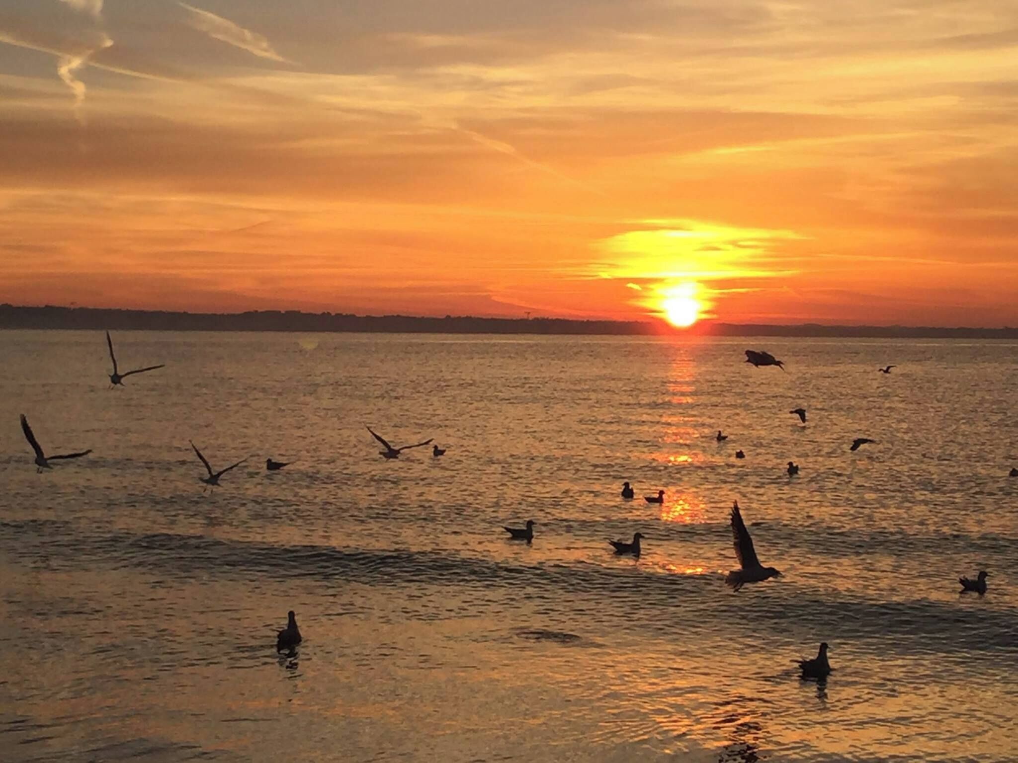 A sunset over a body of water with birds flying and swimming.