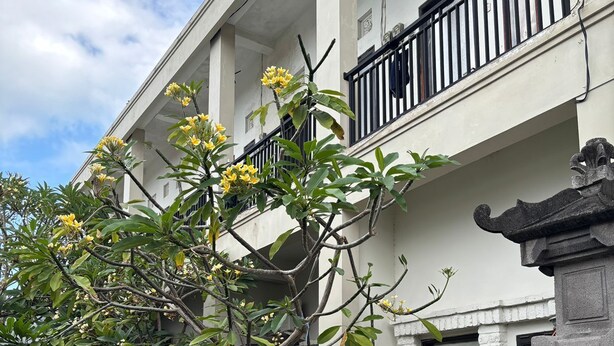 A building with a white facade, a balcony with black railings, and a tree with yellow flowers in front. - Agung Residence (Denpasar)