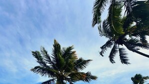 Ein Strand mit Palmen und blauem Himmel.