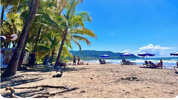 Une plage bordée de palmiers, avec des chaises de plage et des parasols, sous un ciel dégagé.