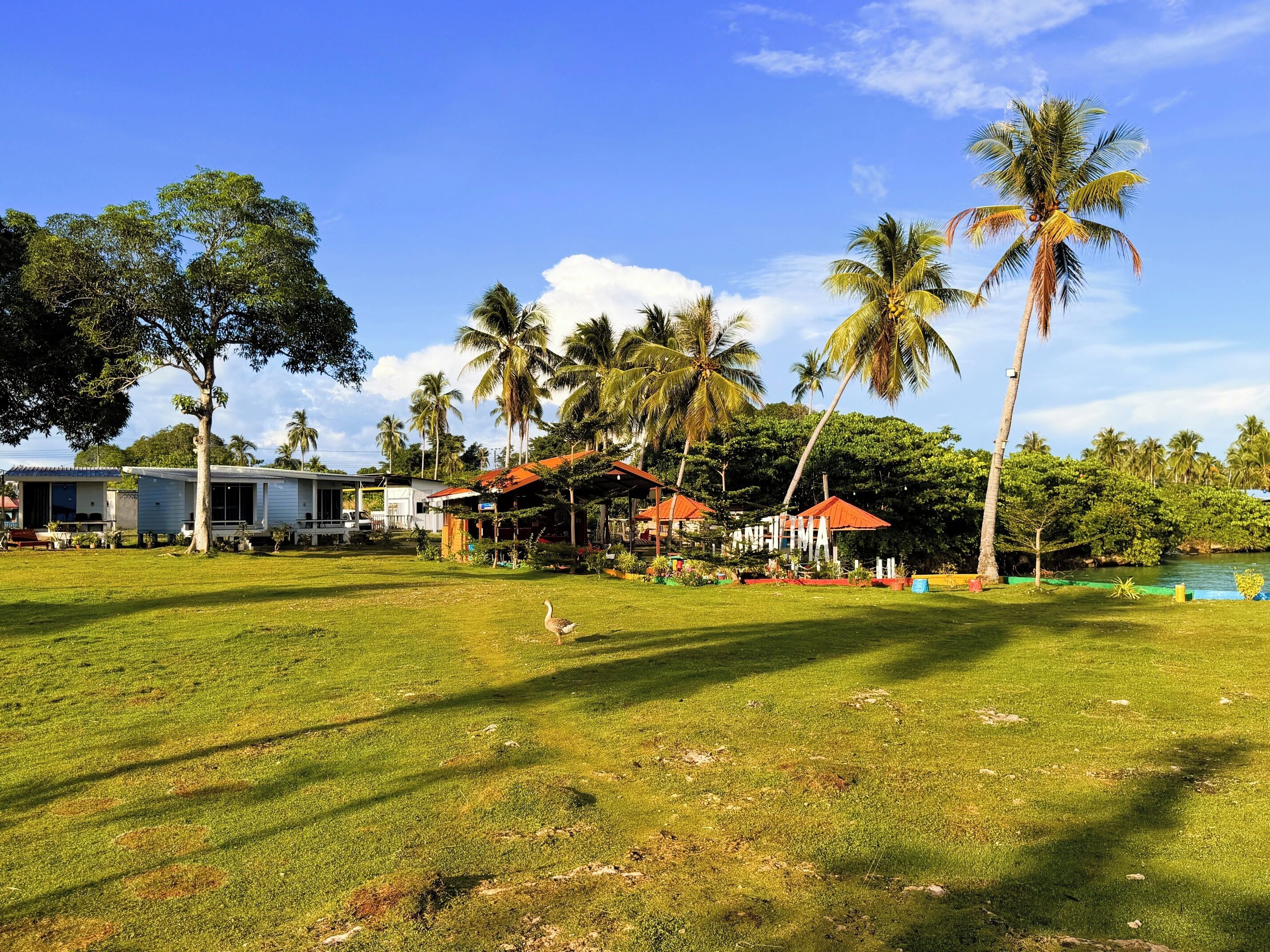 A grassy area with a building, palm trees, and a clear sky.