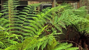 Un espace extérieur abrité, doté d’une terrasse en bois et d’une végétation luxuriante de fougères.