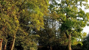 Un parc avec une grande pelouse et des arbres.