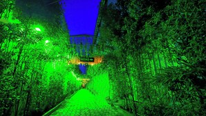 Un vialetto costeggiato da una fitta vegetazione conduce a un edificio con un cartello che indica 'ROOMS'.