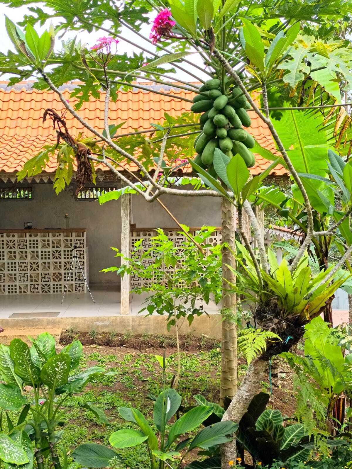 Un jardín tropical con diversas plantas, un árbol con frutos verdes y un edificio de techo con tejas y paredes con diseños.