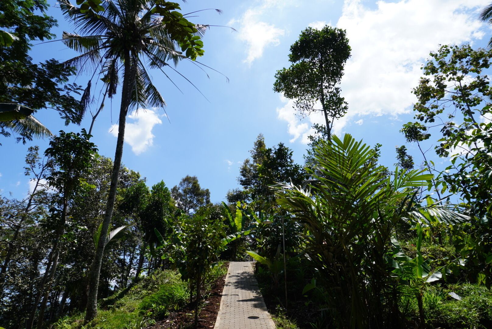 A paved pathway surrounded by lush greenery and tall trees, leading towards a clear blue sky.