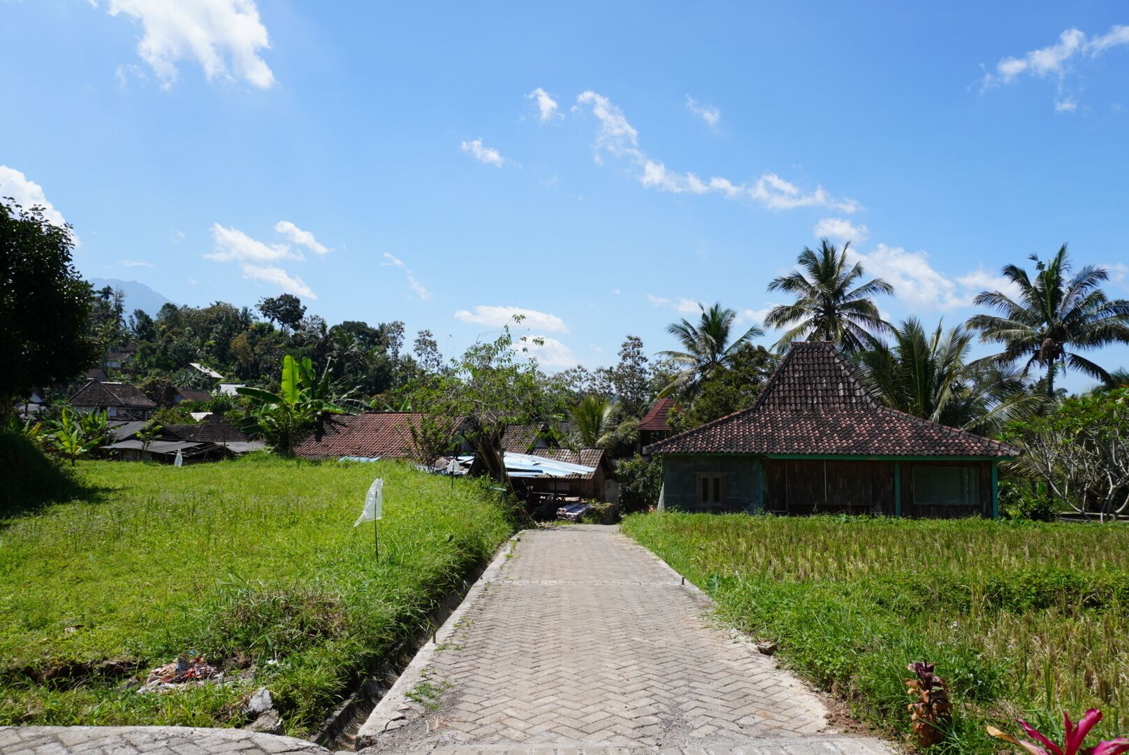 A rural pathway leading to a traditional house with a tiled roof, surrounded by lush greenery and palm trees.